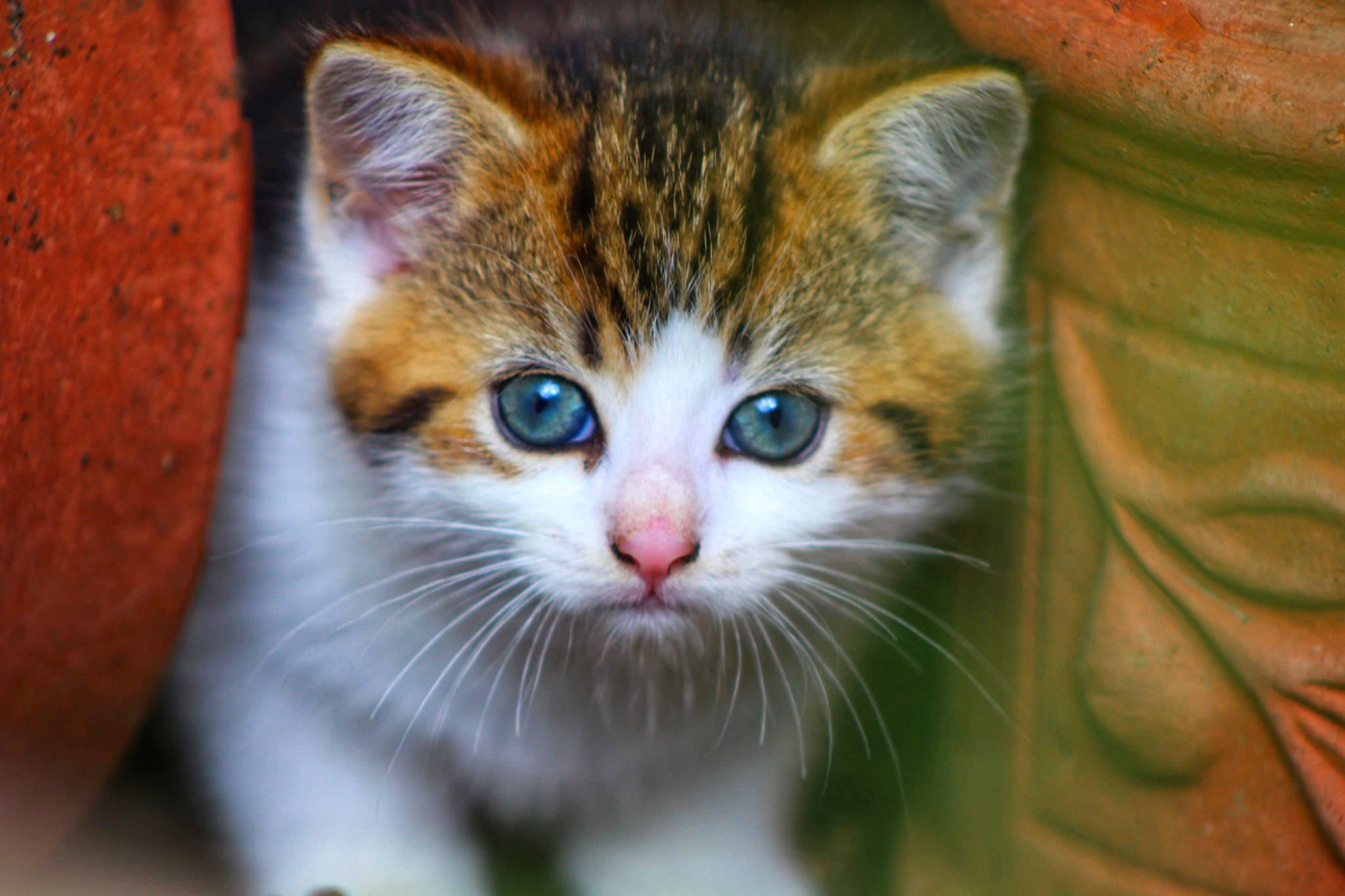 Astro joined the competition — help win amazing prizes! carnivore, cat, close_up, domestic_short_haired_cat, fawn, felidae, fur, grass, iris, small_to_medium_sized_cats, snout, whiskers, wildlife, wood