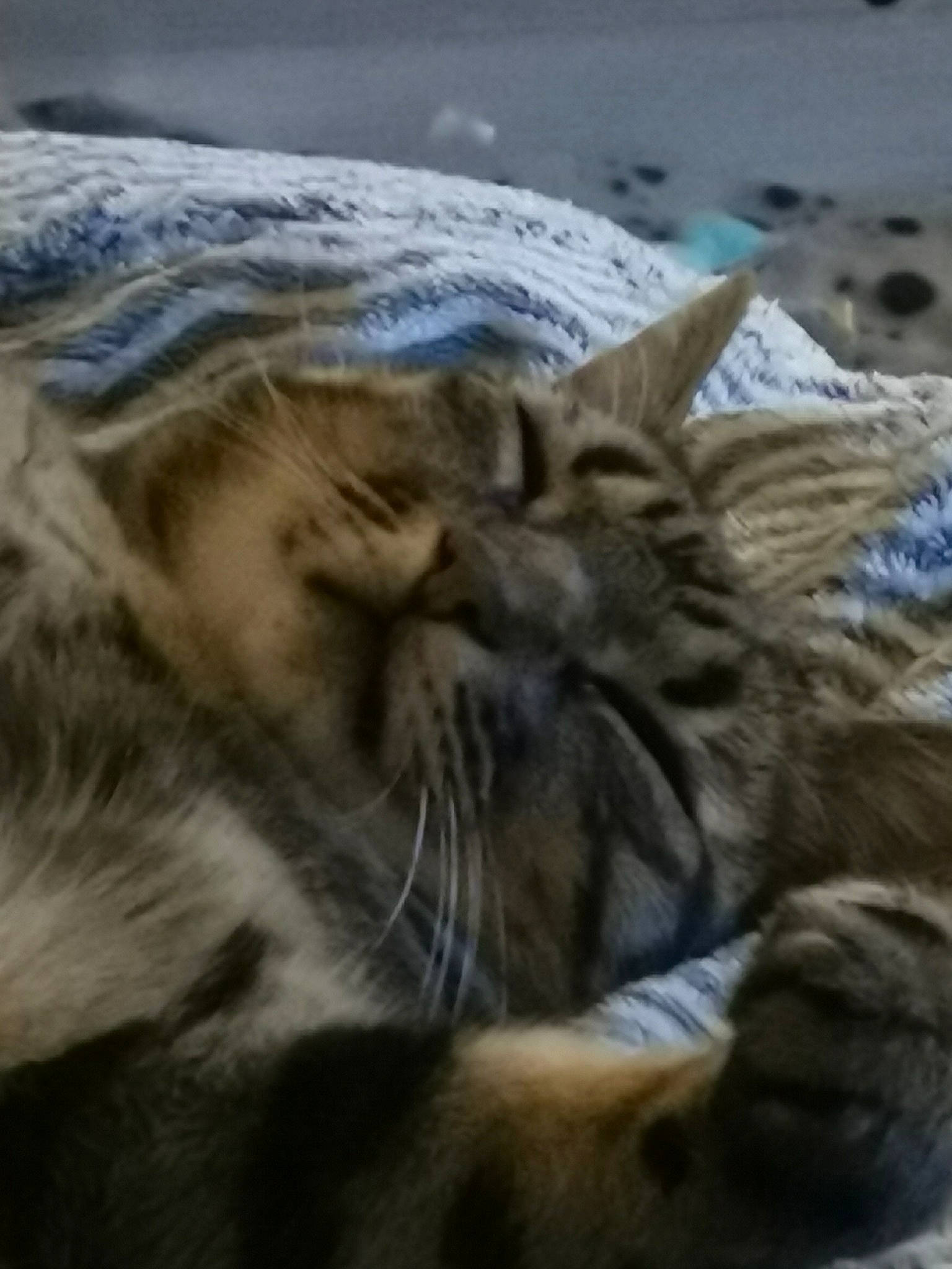 Helios participe au concours pour gagner de l'argent avec cette photo : bengal_tiger, big_cats, carnivore, cat, close_up, comfort, eye, fawn, felidae, fur, mammal, paw, siberian_tiger, small_to_medium_sized_cats, snout, terrestrial_animal, tiger, vertebrate, whiskers, wildlife