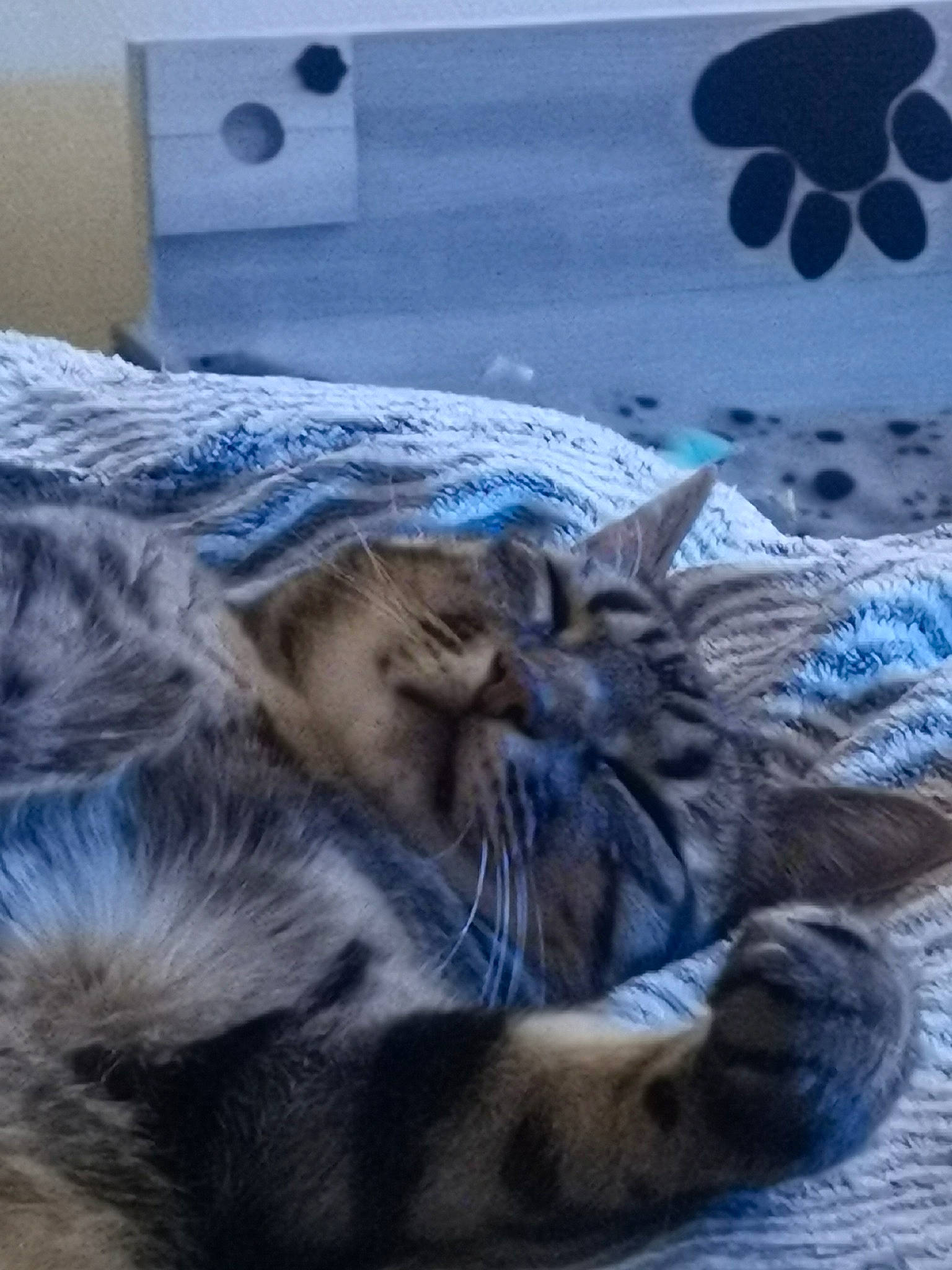 Hélios a rejoint le concours — aidez-le/la à gagner de superbes lots ! carnivore, cat, claw, cloud, comfort, domestic_short_haired_cat, felidae, fur, grey, linens, nap, pattern, paw, sleep, small_to_medium_sized_cats, tail, terrestrial_animal, textile, whiskers, wildlife