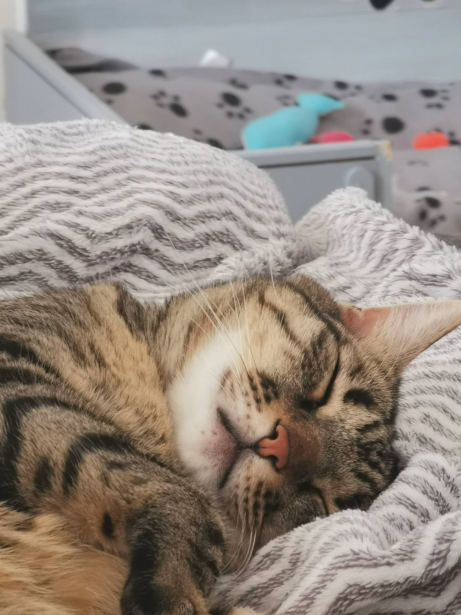 Hélios participe au concours pour gagner de l'argent avec cette photo : bedding, carnivore, cat, claw, comfort, domestic_short_haired_cat, felidae, fur, grey, linens, nap, paw, sleep, small_to_medium_sized_cats, snout, tail, terrestrial_animal, textile, whiskers, wood