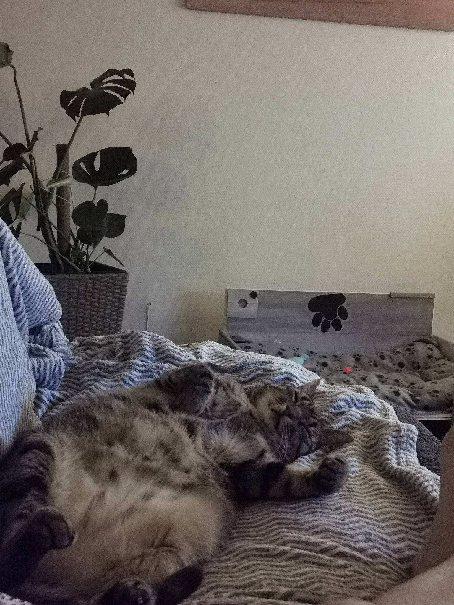 Hélios a rejoint le concours — aidez-le/la à gagner de superbes lots ! bed_frame, bedding, bedroom, carnivore, cat, comfort, companion_dog, couch, felidae, flooring, grey, hardwood, interior_design, lamp, linens, living_room, plant, studio_couch, wall, wood