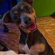 Nylah is registered to the contest to win money with this photo: animal, black_and_tan, close_up, companion, cute, dog, domestic_animal, ears, friendly, fur, green_background, happy, head_tilt, indoor, looking_up, pet, puppy, small_dog, tongue_out, wooden_floor
