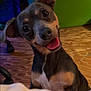 animal, black_and_tan, close_up, companion, cute, dog, domestic_animal, ears, friendly, fur, green_background, happy, head_tilt, indoor, looking_up, pet, puppy, small_dog, tongue_out, wooden_floor