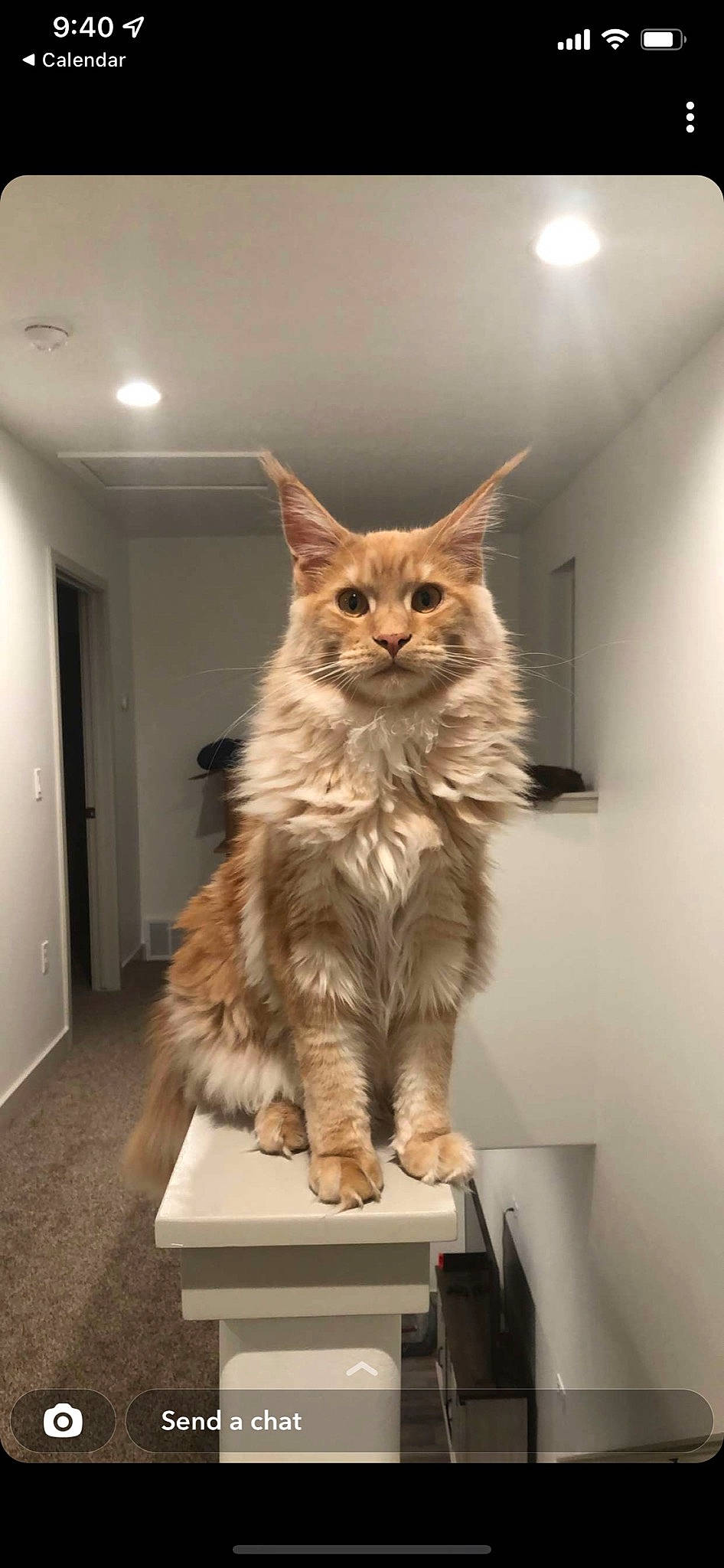 Albus joined the competition — help win amazing prizes! art, box, carnivore, cat, domestic_short_haired_cat, door, fawn, felidae, floor, flooring, fur, hardwood, maine_coon, small_to_medium_sized_cats, snout, tail, terrestrial_animal, whiskers, window, wood