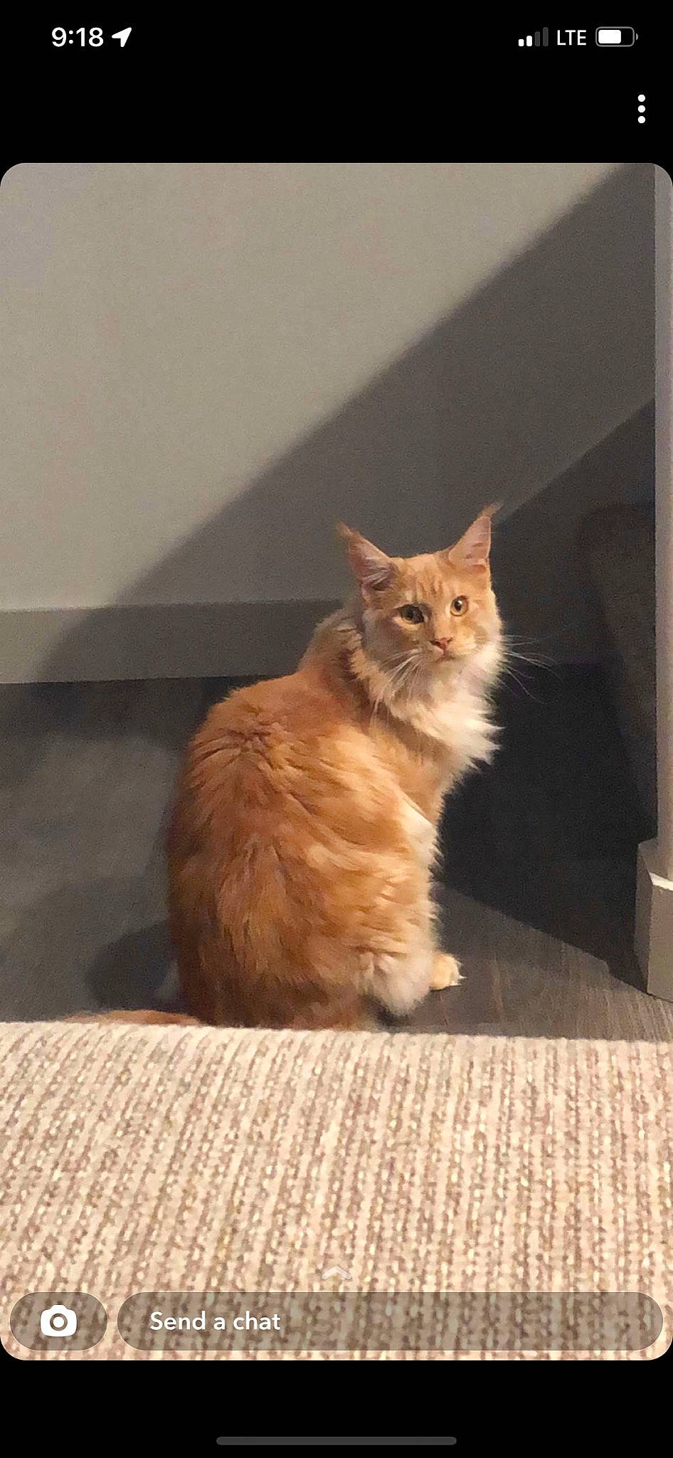 Albus is registered to the contest to win money with this photo: box, carnivore, cat, claw, domestic_short_haired_cat, fawn, felidae, flooring, fur, hardwood, paw, sitting, small_to_medium_sized_cats, snout, tail, terrestrial_animal, whiskers, window, wood