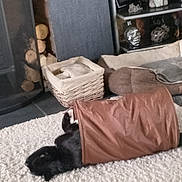 Murphy is registered to the contest to win money with this photo: bag, baggage, comfort, companion_dog, couch, felidae, floor, flooring, fur, hardwood, linens, living_room, luggage_and_bags, room, shelf, small_to_medium_sized_cats, studio_couch, suitcase, tail, wood