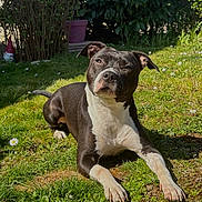 Malya a rejoint le concours — aidez-le/la à gagner de superbes lots ! dog, pet, animal, canine, short_hair, black_and_white, sitting, lying_down, outdoor, garden, grass, flowers, daisies, sunlight, portrait, closeup, face, ears, paws, gnome