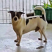 Stoney is registered to the contest to win money with this photo: alert, animal, background, black_and_white, canine, concrete_floor, curious, dog, domestic_animal, fence, four_legs, fur, metal_gate, outdoor, pet, potted_plants, shadow, small_dog, standing, tail_curled