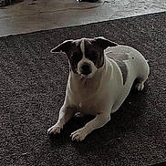 Stoney is registered to the contest to win money with this photo: dog, pet, indoor, mat, brown_and_white, small_dog, relaxed, plant, pot, wood_logs, floor, quiet, shaded, animal, companion, domestic, resting, looking, ears, fur