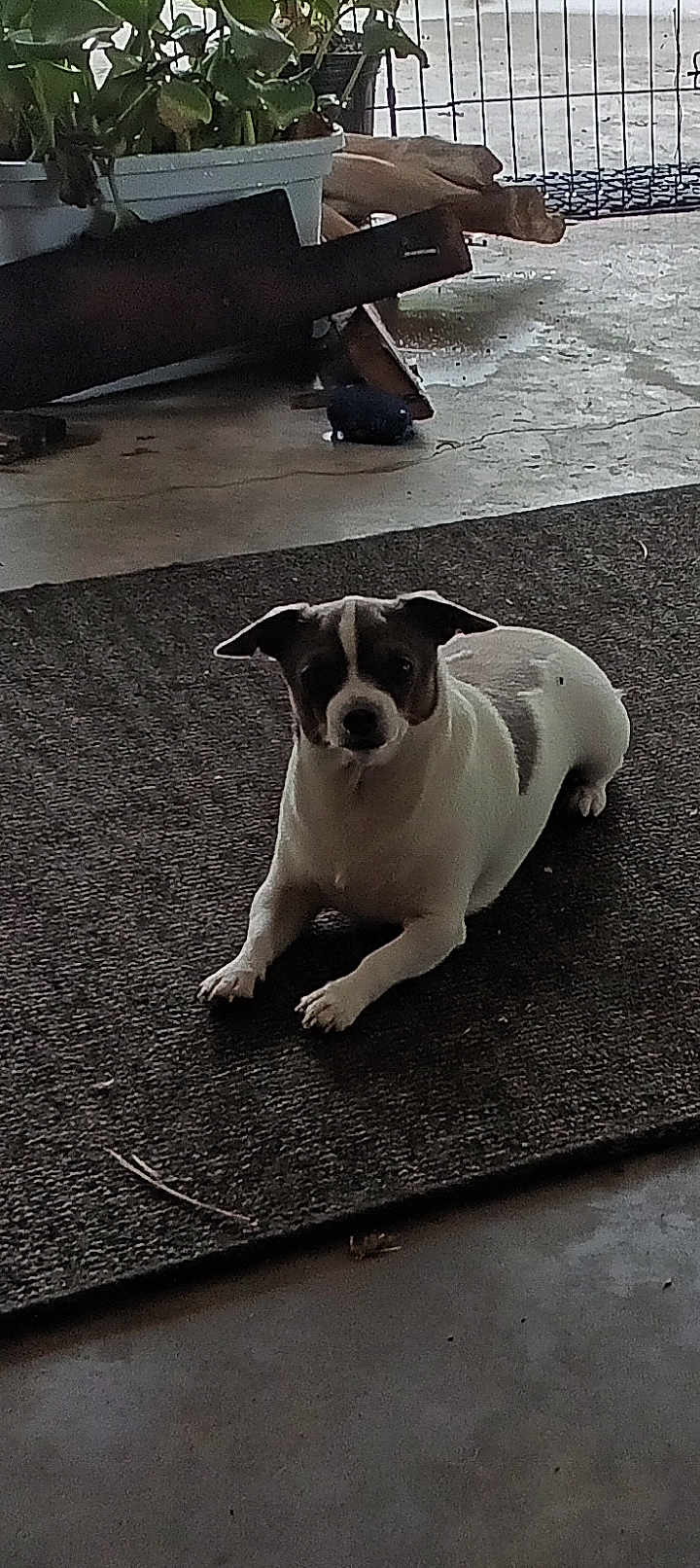 Stoney is registered to the contest to win money with this photo: dog, pet, indoor, mat, brown_and_white, small_dog, relaxed, plant, pot, wood_logs, floor, quiet, shaded, animal, companion, domestic, resting, looking, ears, fur