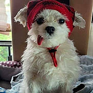 Sweet Pea joined the competition — help win amazing prizes! animal, blanket, companion, cozy, cute, dog, domestic_animal, expression, face, fluffy, fur, hat, indoor, pet, portrait, red_hat, sitting, small_dog, tongue_out, white_dog