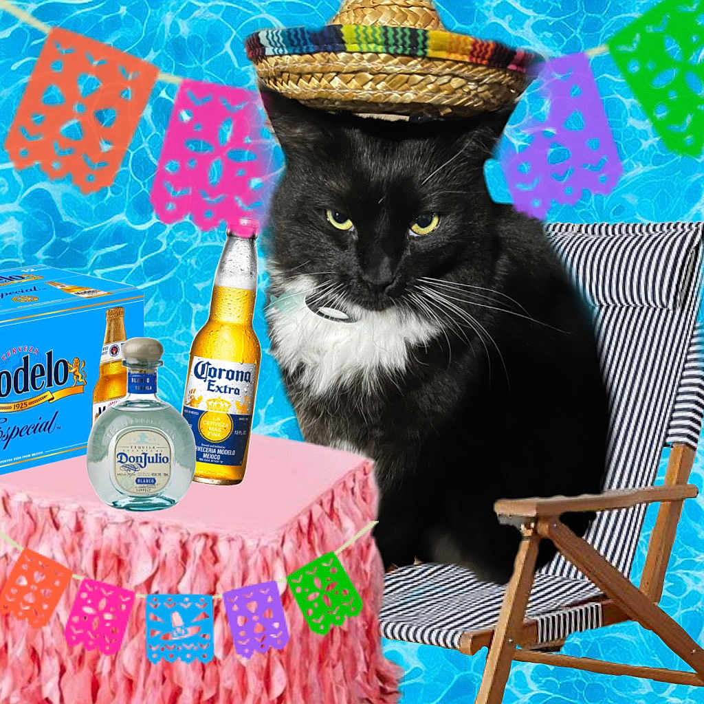 Draco is registered to the contest to win money with this photo: alcohol, animal, beer, beerbottle, beverage, bottle, cat, chair, clothing, face, furniture, glass, hat, head, liquor, person, pet, photography, portrait, table