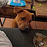 puppy, dog, second_dog, pet, animal, brown_fur, floppy_ears, sad_expression, close_up, portrait, indoor, living_room, couch, table, board_game, salad, food, wet_wipes, home, funny