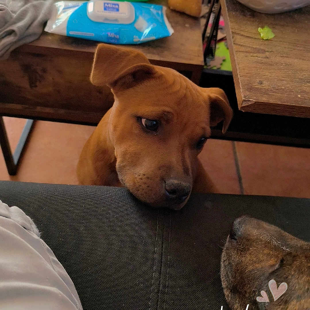 Aïko