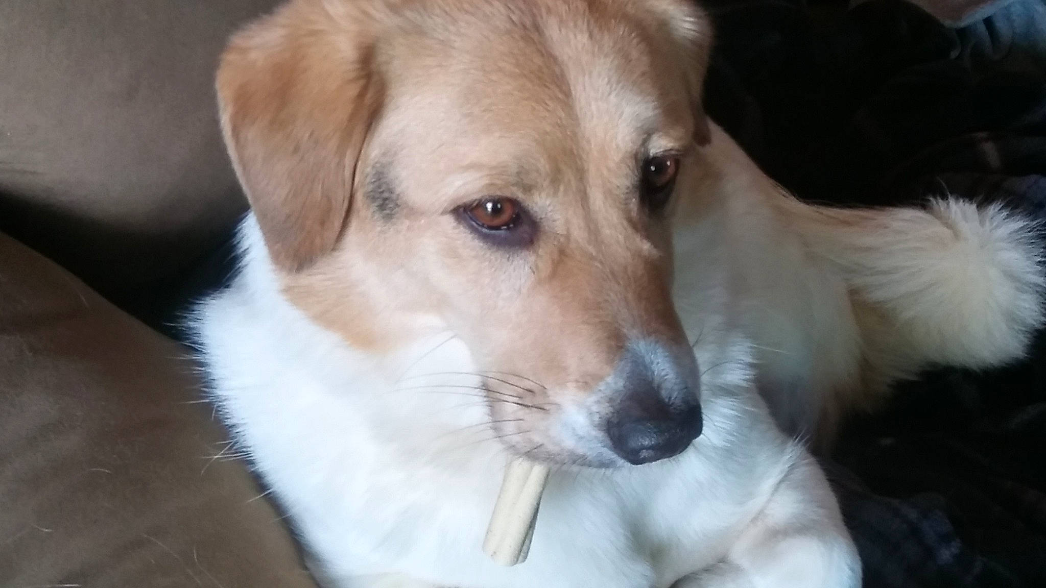 Shortstack joined the competition — help win amazing prizes! canidae, carnivore, companion_dog, dog, dog_breed, fawn, labrador_retriever, mammal, puppy, rare_breed_dog, retriever, small_greek_domestic_dog, snout, sporting_group, street_dog, vertebrate, whiskers