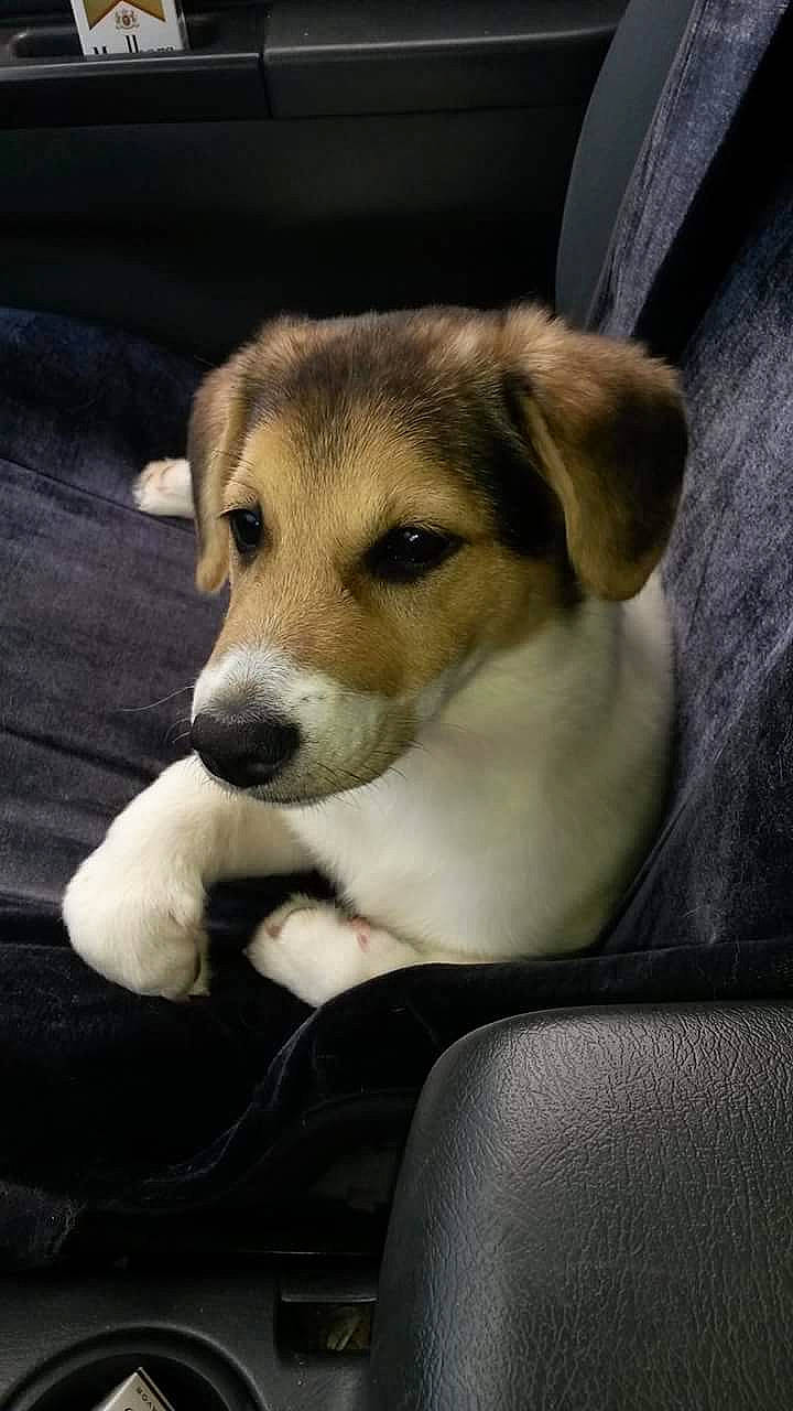 Shortstack is registered to the contest to win money with this photo: beagle, canidae, carnivore, companion_dog, dog, dog_breed, fawn, harrier, mammal, puppy, rare_breed_dog, snout, sporting_group, street_dog, vertebrate, whiskers