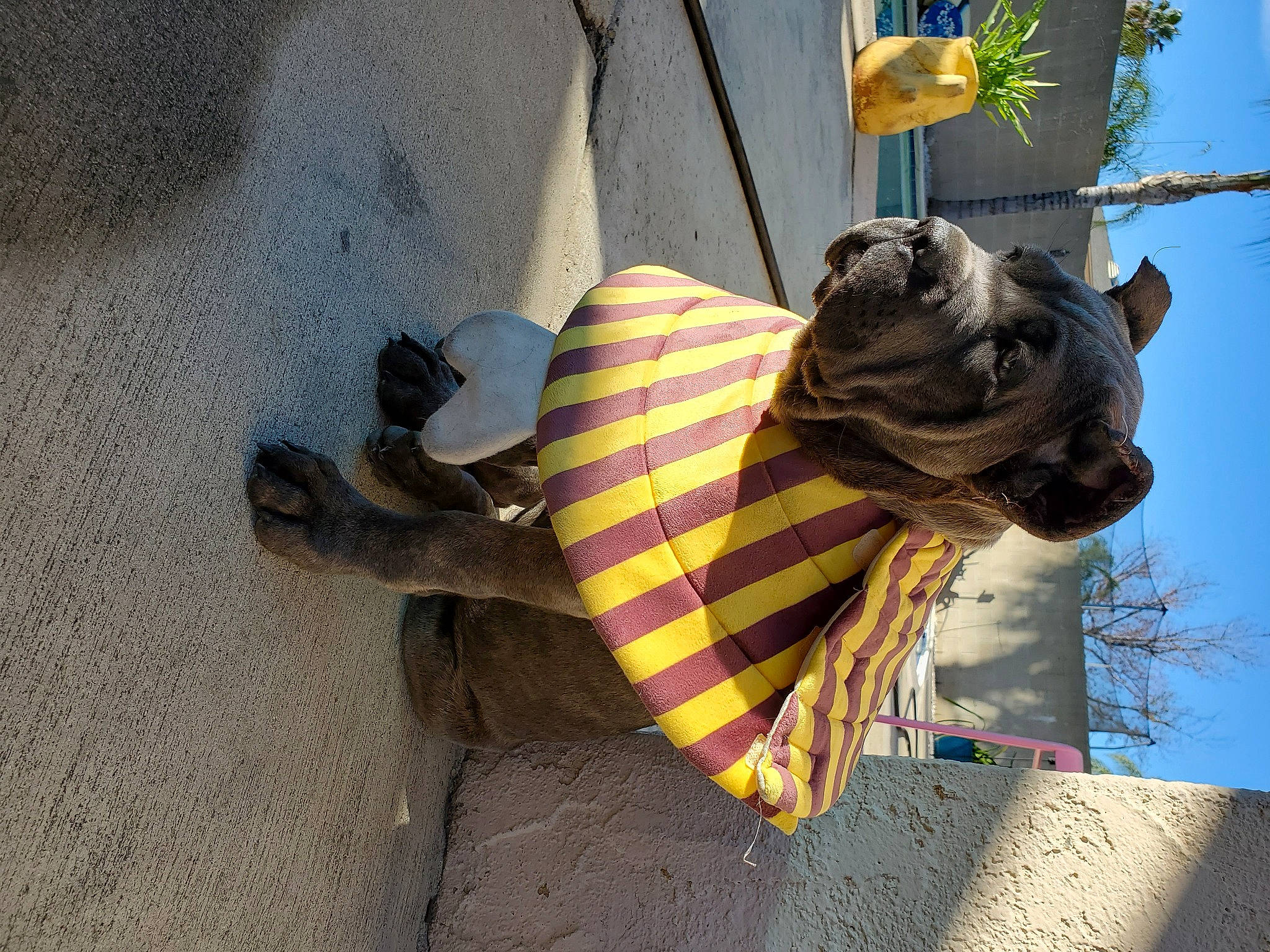 Lyric is registered to the contest to win money with this photo: canidae, carnivore, companion_dog, dog, dog_breed, dog_clothes, fawn, flip_flops, shadow, sporting_group, vertebrate, working_animal