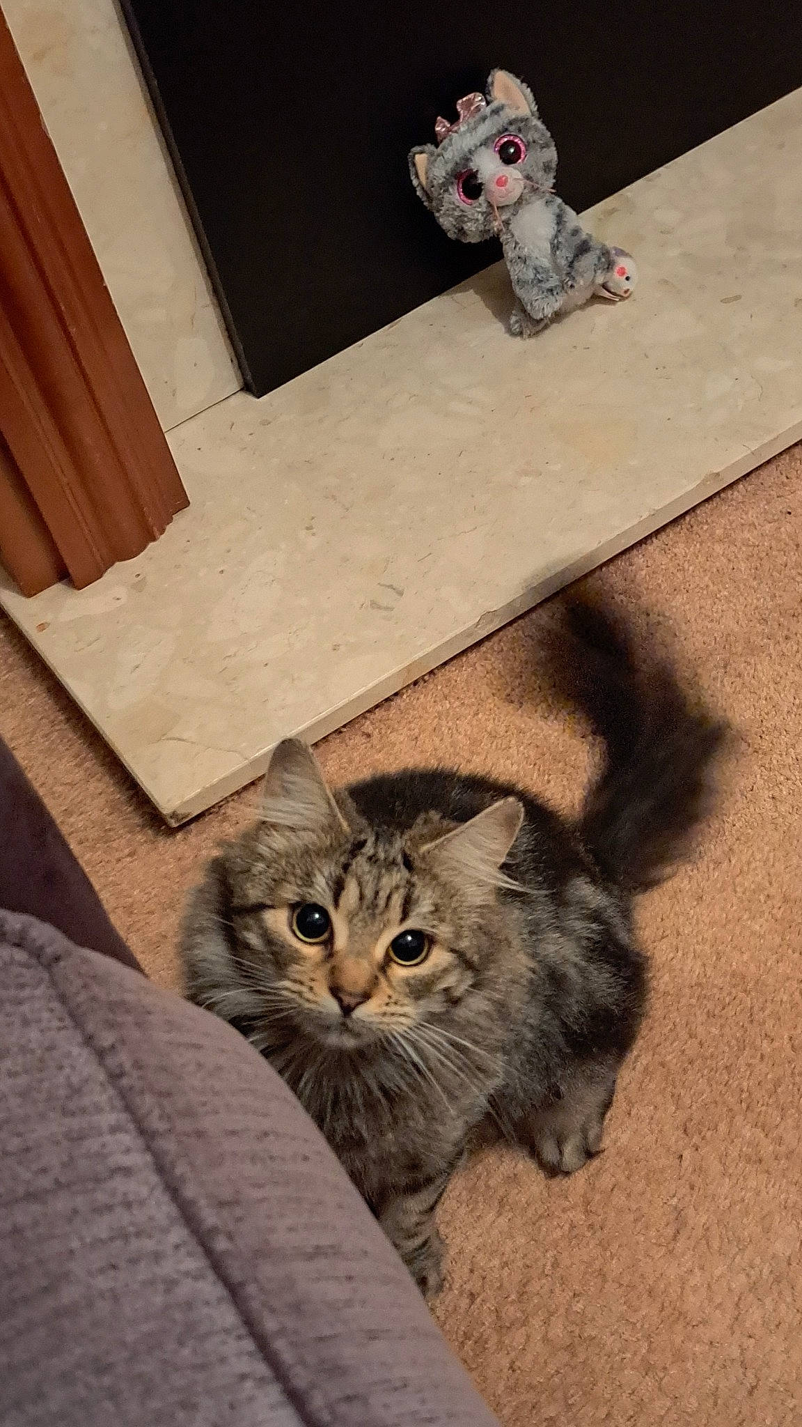 Griffin is registered to the contest to win money with this photo: canidae, carnivore, cat, domestic_short_haired_cat, fawn, felidae, floor, flooring, fur, grey, hardwood, road_surface, room, sitting, small_to_medium_sized_cats, tail, terrestrial_animal, toy, whiskers, wood