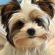 Casanova is registered to the contest to win money with this photo: adorable, animal, black, blanket, brown, close_up, cute, dog, ears, expression, face, fluffy, fur, indoor, nose, pet, portrait, puppy, whiskers, white