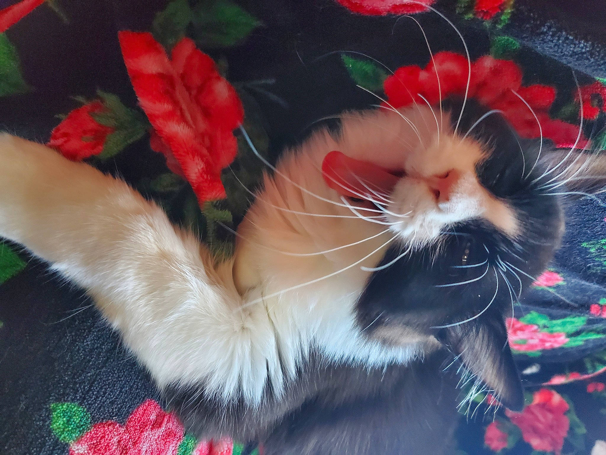 Senna is registered to the contest to win money with this photo: art, carmine, carnivore, cat, claw, companion_dog, fang, fashion_accessory, felidae, foot, fur, holiday, paw, photo_caption, plant, small_to_medium_sized_cats, snout, tail, whiskers, window