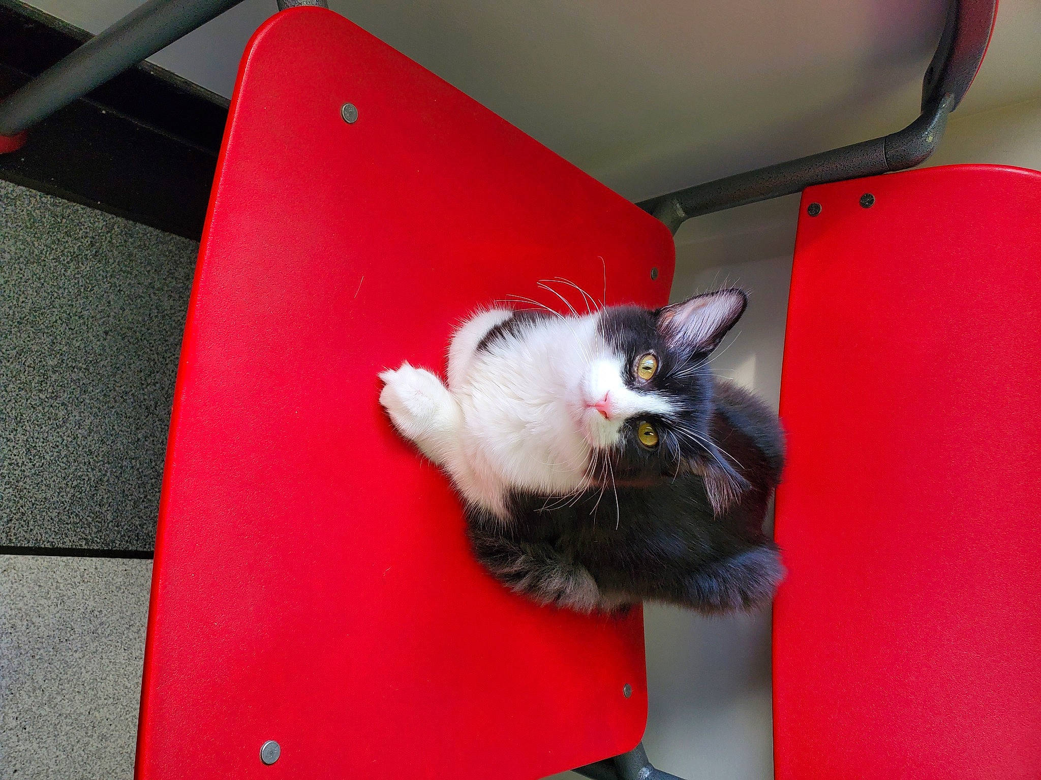 Senna joined the competition — help win amazing prizes! box, canidae, carmine, carnivore, cat, cat_supply, domestic_short_haired_cat, felidae, flooring, fur, paw, room, small_to_medium_sized_cats, snout, tail, whiskers