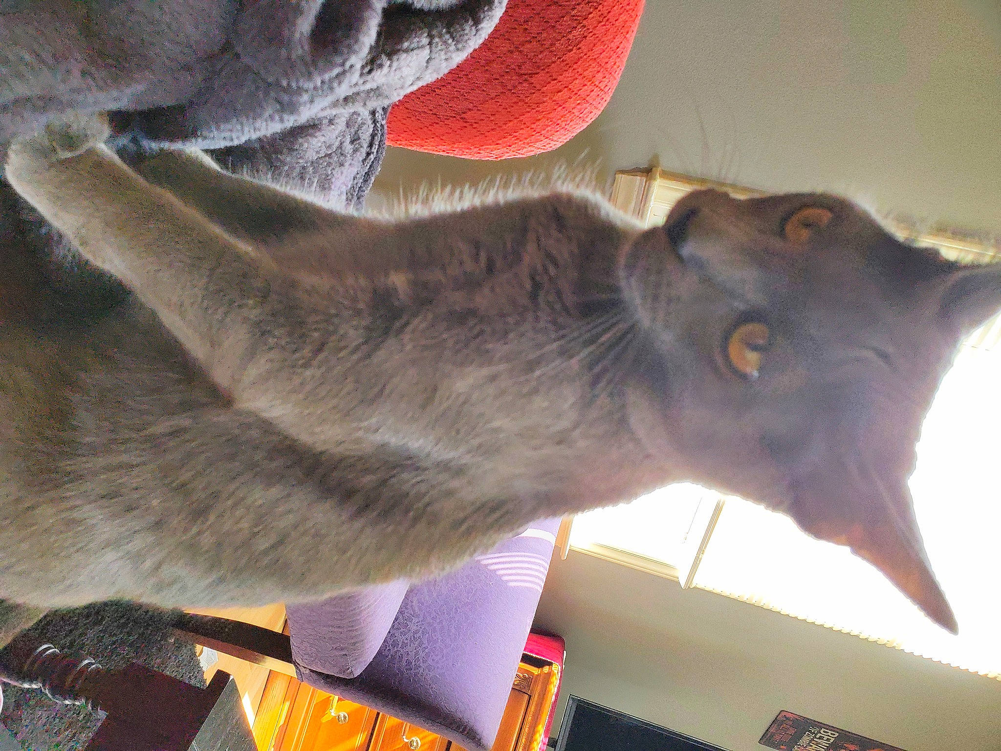 Gatsby joined the competition — help win amazing prizes! art, carmine, carnivore, dog_breed, ear, fang, felidae, flesh, fur, liver, sculpture, small_to_medium_sized_cats, snout, tail, whiskers, window, working_animal