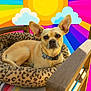 dog, chihuahua, pet_bed, leopard_print, collar, large_ears, canine, wooden_chair, colorful_background, sun_illustration, clouds, patterned_bed, resting, portrait, closeup, attentive, cushion, outdoor_furniture, seat, adorable
