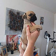 Peggy participe au concours pour gagner de l'argent avec cette photo : artwork, cute, dog, exercise_bike, framed_photo, hand_holding, hands, home_interior, indoor, living_room, nails_red, painting, person_hands, pet, portrait, puppy, puppy_face, shelf, small_dog, smartphone_screenshot