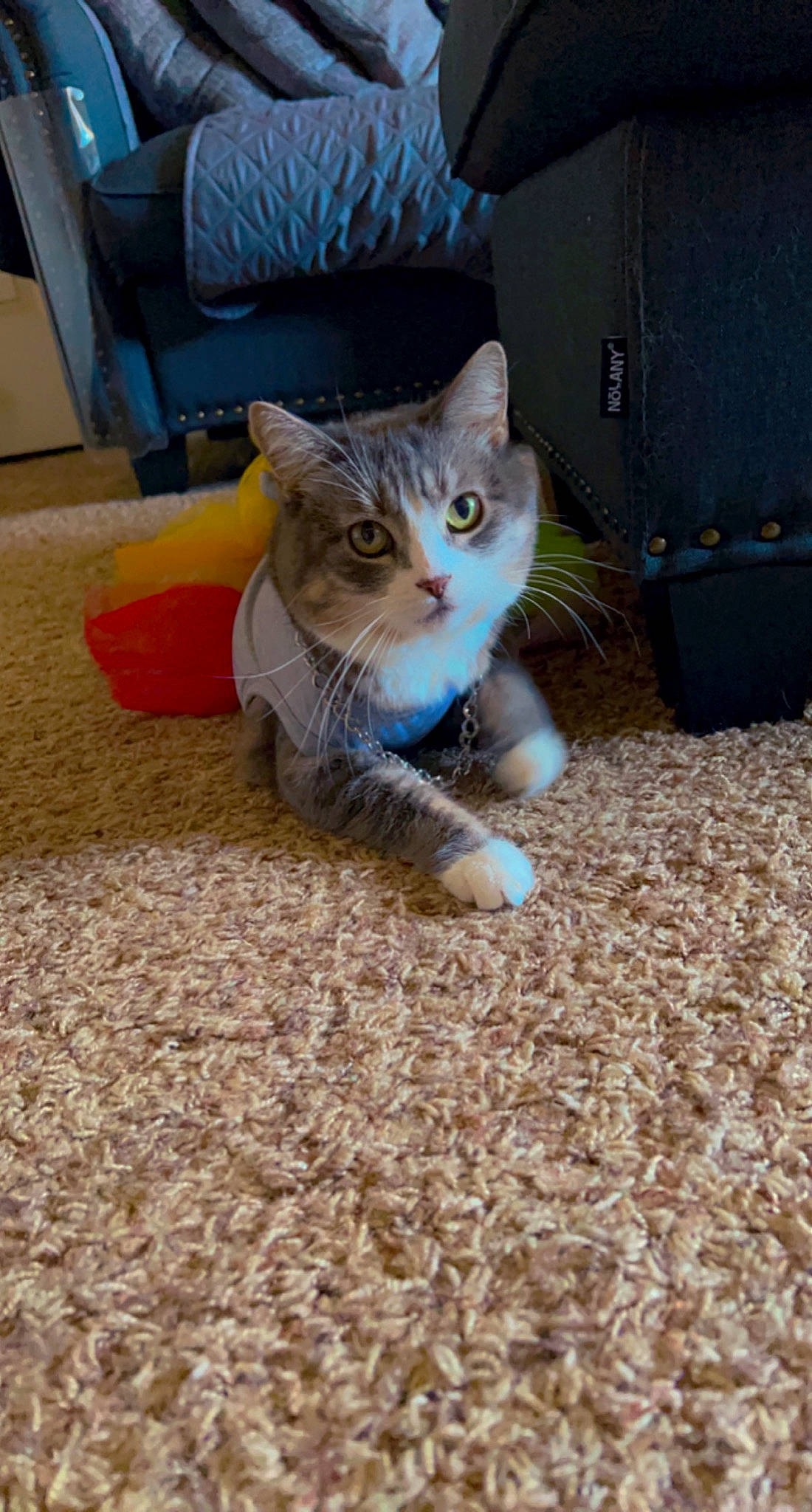 Mina is registered to the contest to win money with this photo: carnivore, carpet, cat, comfort, domestic_short_haired_cat, electric_blue, eye, fawn, felidae, floor, flooring, foot, fur, grey, paw, small_to_medium_sized_cats, snout, tail, whiskers, wood