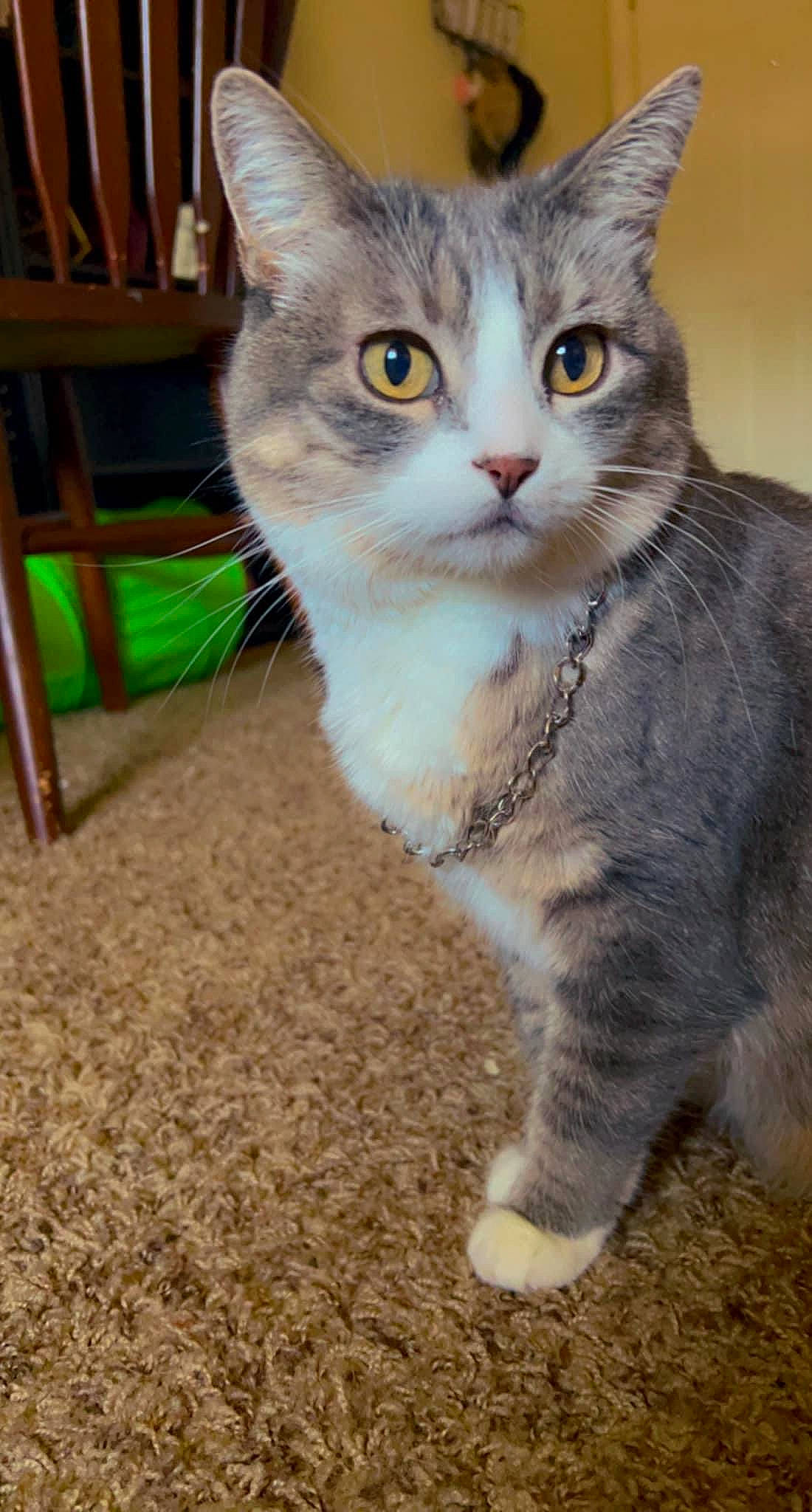 Mina is registered to the contest to win money with this photo: carnivore, cat, chair, claw, collar, domestic_short_haired_cat, eye, fawn, felidae, fur, hardwood, outdoor_furniture, paw, photo_caption, small_to_medium_sized_cats, snout, tail, terrestrial_animal, whiskers, window