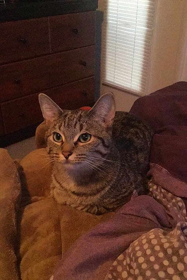Lilly