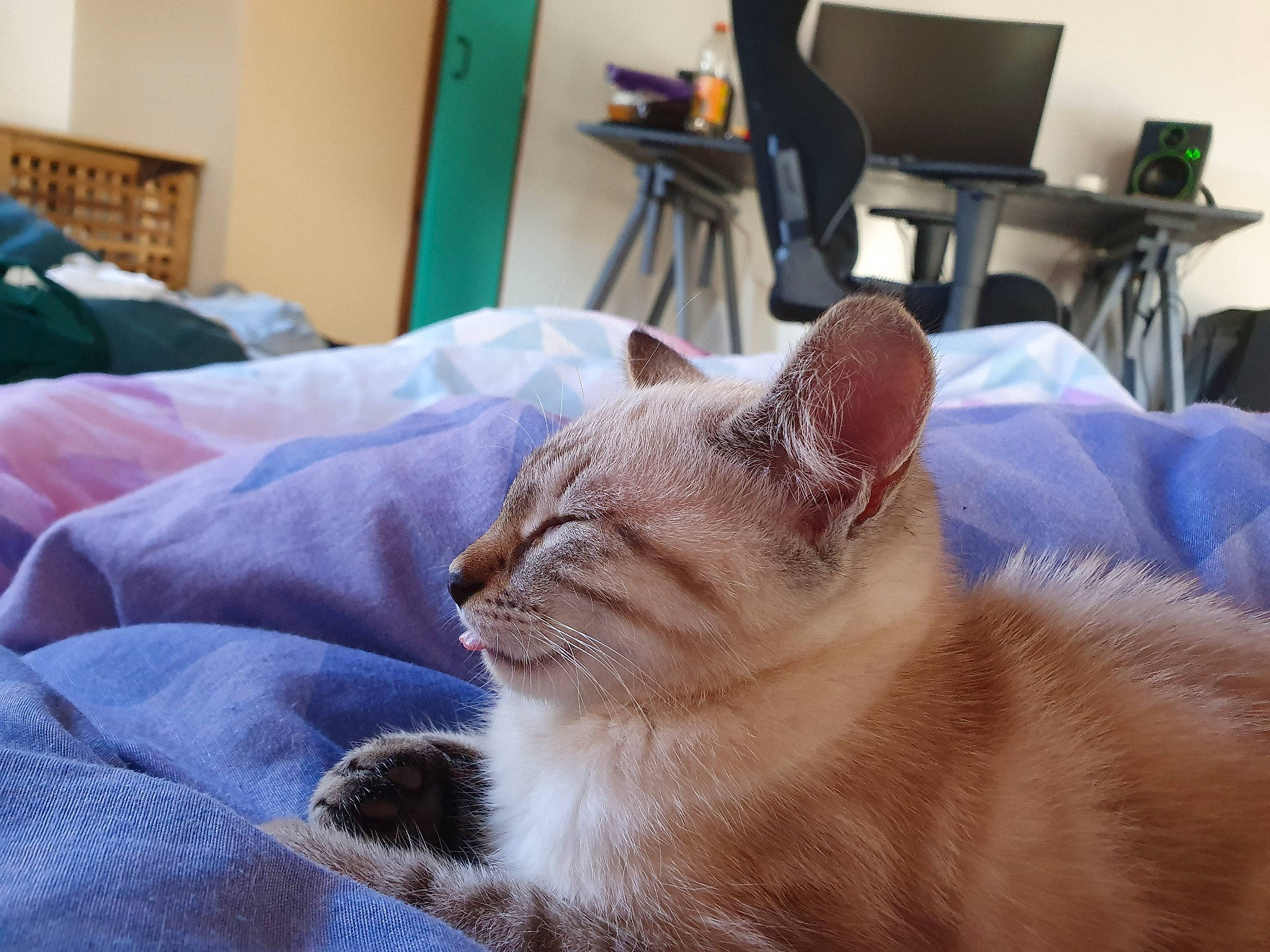 Freya participe au concours pour gagner de l'argent avec cette photo : asian, british_shorthair, burmese, carnivore, cat, comfort, ear, eye, fawn, felidae, fur, furniture, kitten, mammal, nap, nose, small_to_medium_sized_cats, snout, tonkinese, whiskers