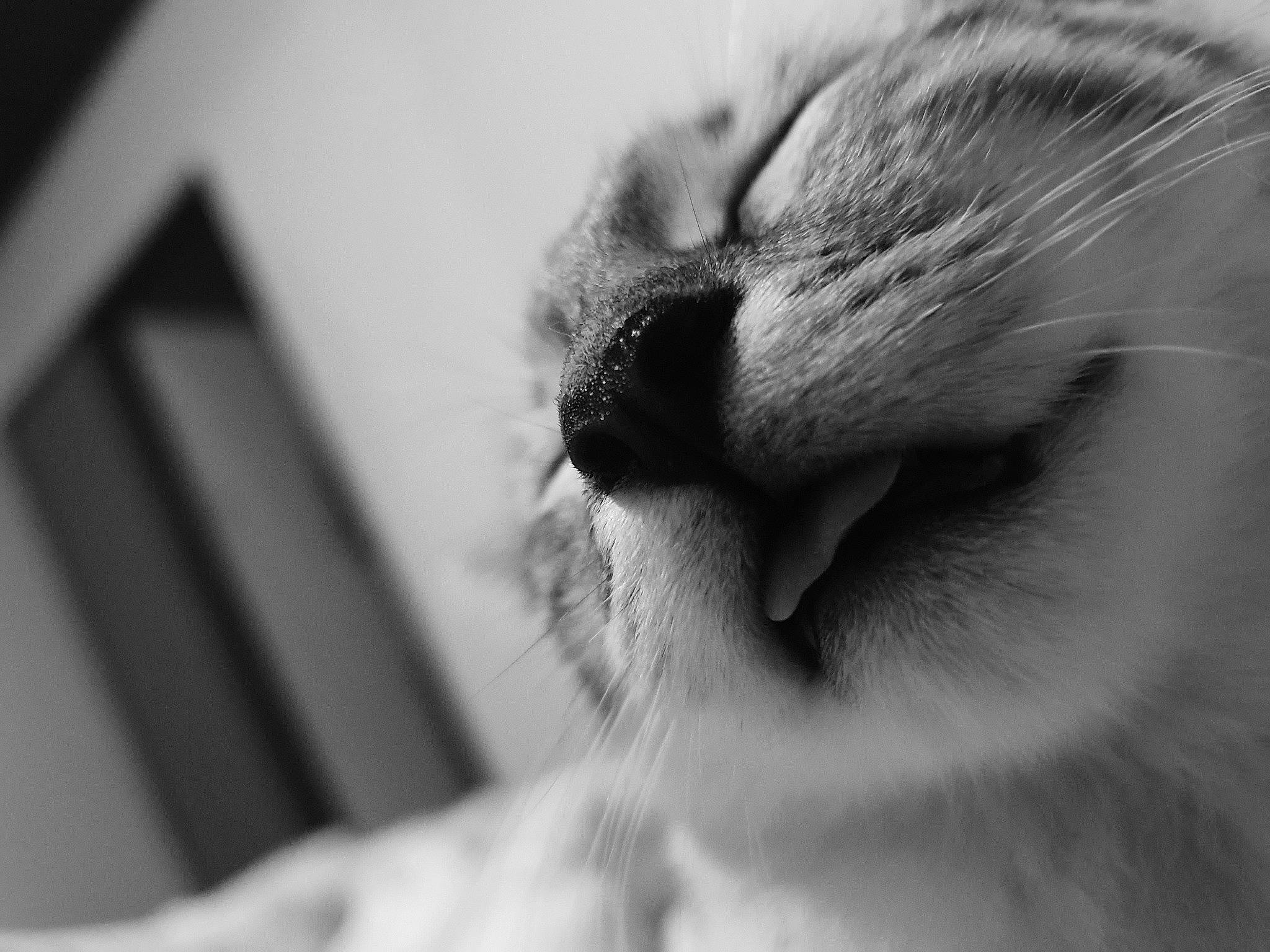 Freya participe au concours pour gagner de l'argent avec cette photo : black, black_and_white, carnivore, cat, close_up, ear, eye, face, felidae, fur, head, monochrome, monochrome_photography, mouth, nose, organ, photography, small_to_medium_sized_cats, snout, whiskers