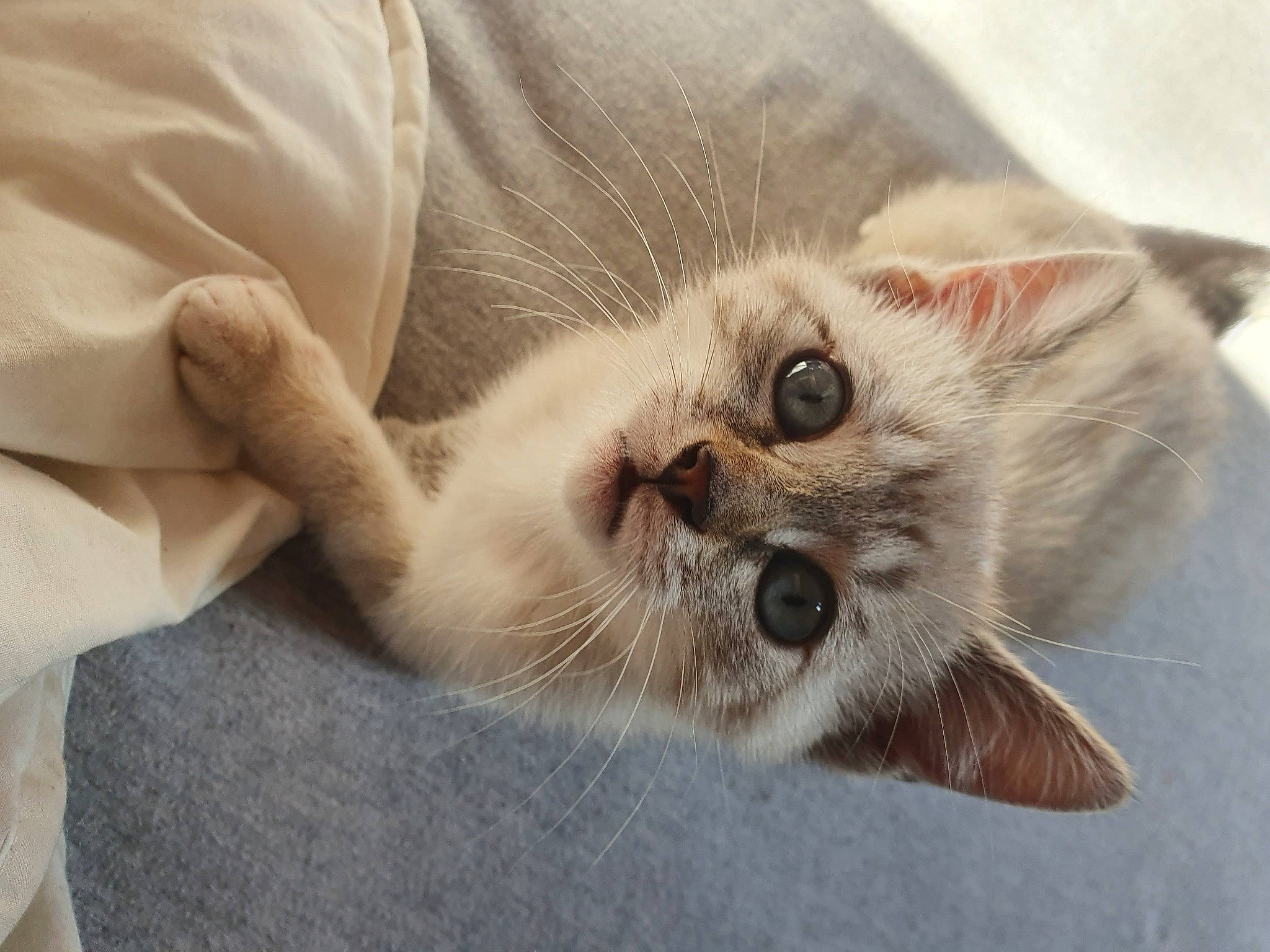 Freya a rejoint le concours — aidez-le/la à gagner de superbes lots ! asian, balinese, birman, burmilla, carnivore, cat, ear, eye, felidae, himalayan, kitten, mammal, nose, ragdoll, singapura, skin, small_to_medium_sized_cats, snout, thai, whiskers