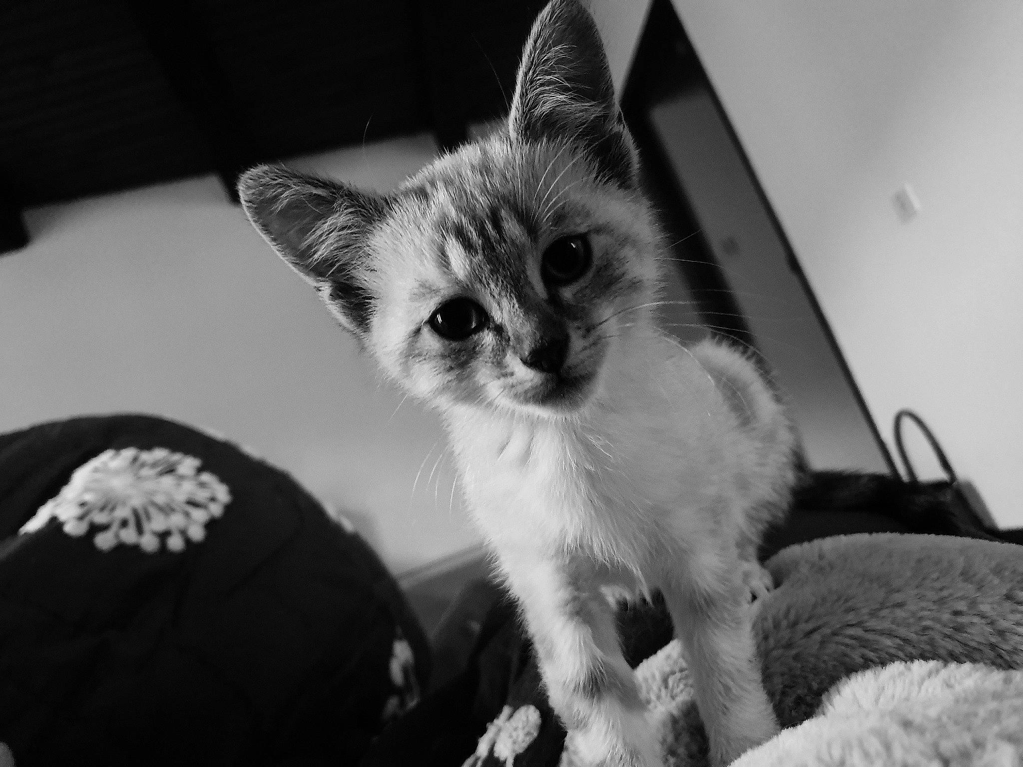 Anoukis a rejoint le concours — aidez-le/la à gagner de superbes lots ! asian, black_and_white, carnivore, cat, domestic_short_haired_cat, ear, eye, felidae, kitten, mammal, monochrome, monochrome_photography, ojos_azules, photography, ragdoll, small_to_medium_sized_cats, snapshot, style, thai, whiskers