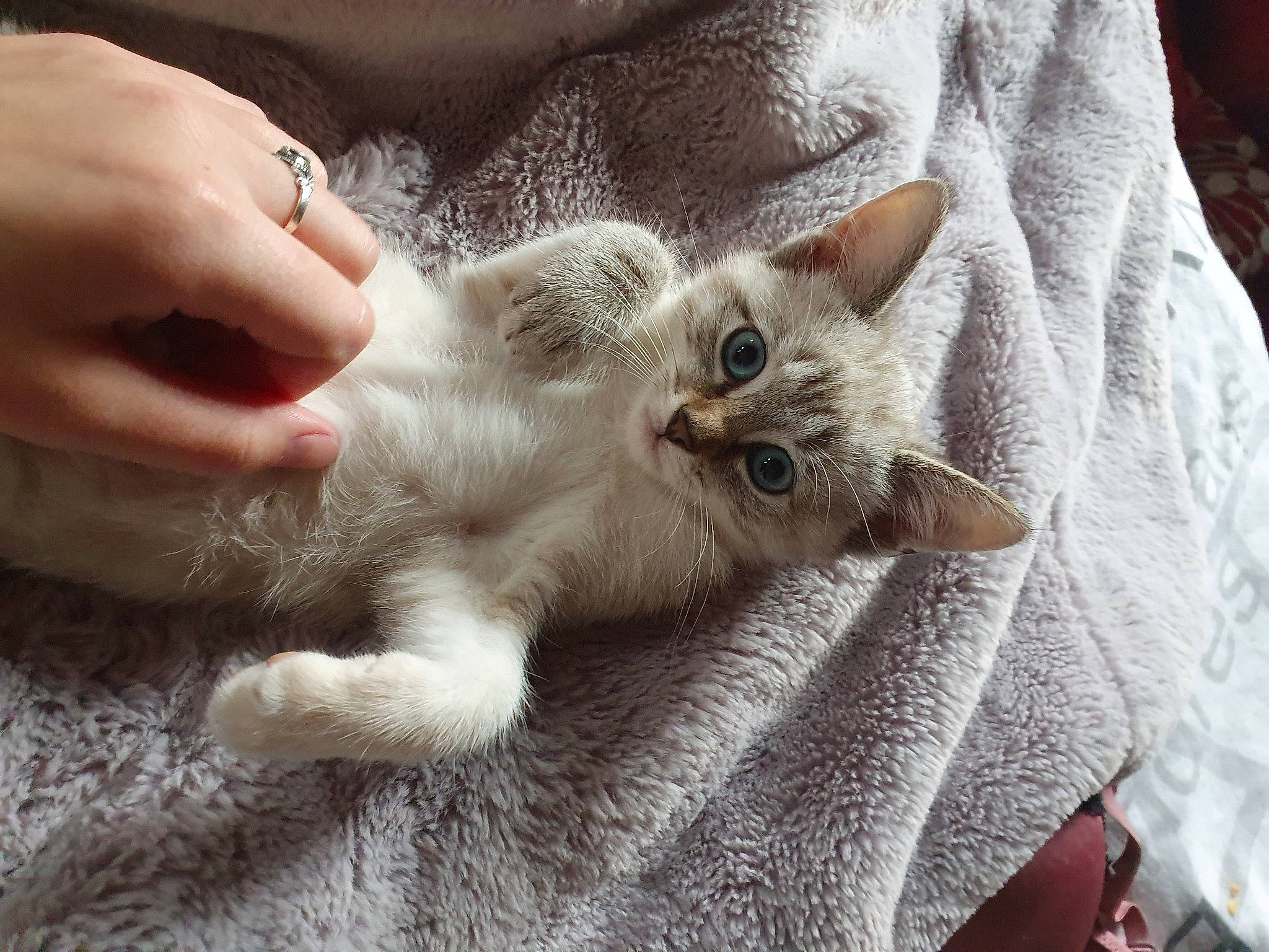 Anoukis participe au concours pour gagner de l'argent avec cette photo : asian, burmilla, carnivore, cat, claw, colorpoint_shorthair, ear, eye, fawn, felidae, german_rex, gesture, hand, kitten, mammal, polydactyl_cat, ragdoll, singapura, small_to_medium_sized_cats, whiskers