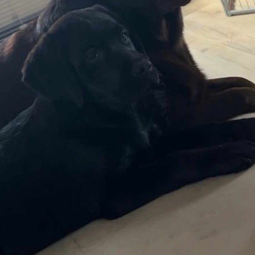 Tommy Et Usko participe au concours pour gagner de l'argent avec cette photo : animal, ball, boxer, bulldog, canine, den, dog, greatdane, hound, indoors, interiordesign, labradorretriever, person, pet, pointer, puppy, sleeping, sport, tennis, tennisball