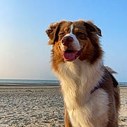Louna participe au concours pour gagner de l'argent avec cette photo : dog, beach, sand, sky, sea, outdoor, canine, happy, tongue_out, furry, pet, sunlight, nature, animal, daytime, leash, brown, white, portrait, smiling