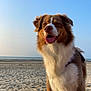 dog, beach, sand, sky, sea, outdoor, canine, happy, tongue_out, furry, pet, sunlight, nature, animal, daytime, leash, brown, white, portrait, smiling