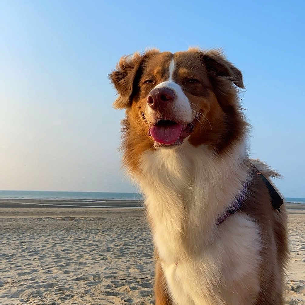 Louna participe au concours pour gagner de l'argent avec cette photo : animal, beach, brown, canine, daytime, dog, furry, happy, leash, nature, outdoor, pet, portrait, sand, sea, sky, smiling, sunlight, tongue_out, white