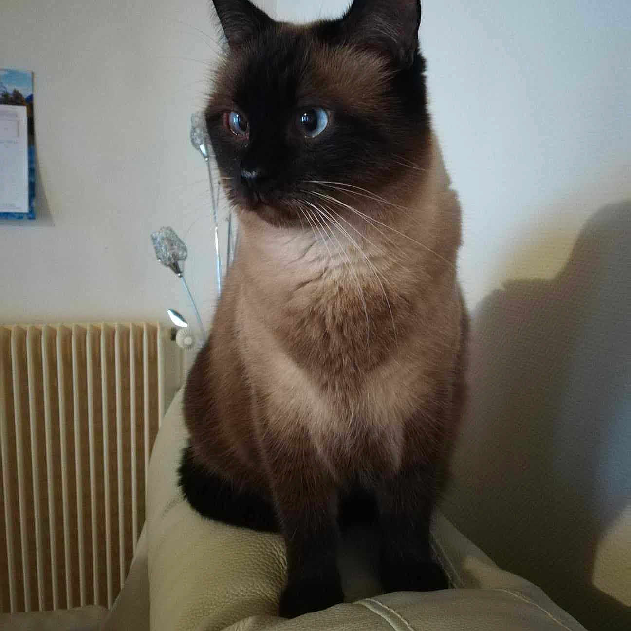 Théo