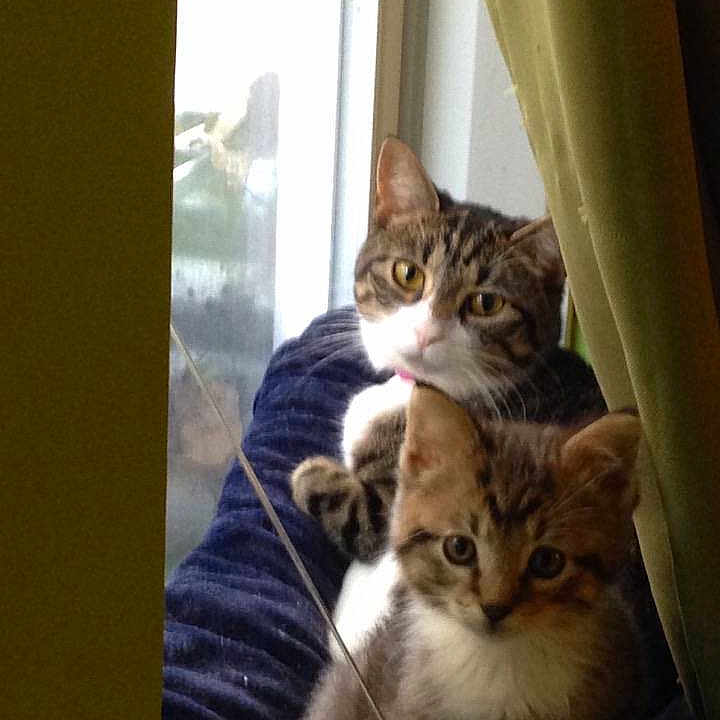 Chompers is registered to the contest to win money with this photo: