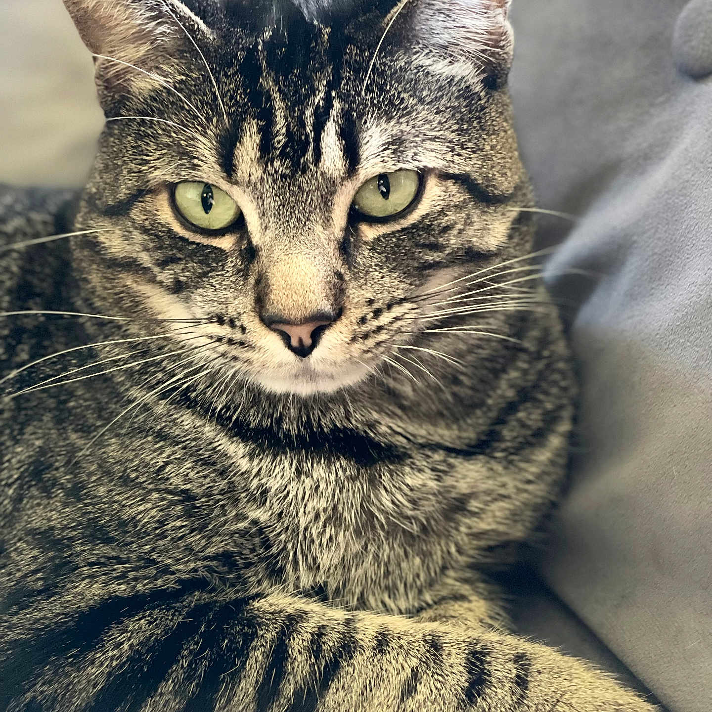 Goolybear joined the competition — help win amazing prizes! animal, cat, closeup, couch, cozy, cute, domestic_animal, feline, fur, green_eyes, indoor, paws, pet, portrait, relaxed, resting, soft_texture, striped, tabby, whiskers
