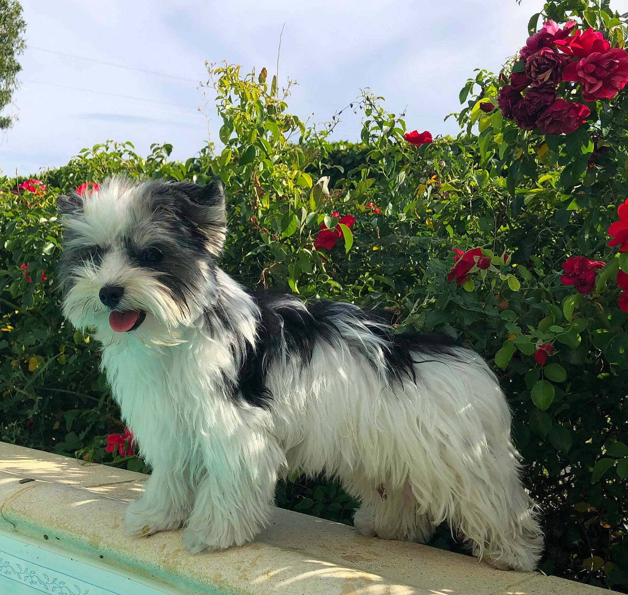 Pepsy participe au concours pour gagner de l'argent avec cette photo : canidae, carnivore, cloud, collar, companion_dog, dog, dog_breed, dog_collar, dog_supply, flower, grass, plant, sky, small_terrier, snout, sporting_group, tail, terrier, toy_dog, working_animal