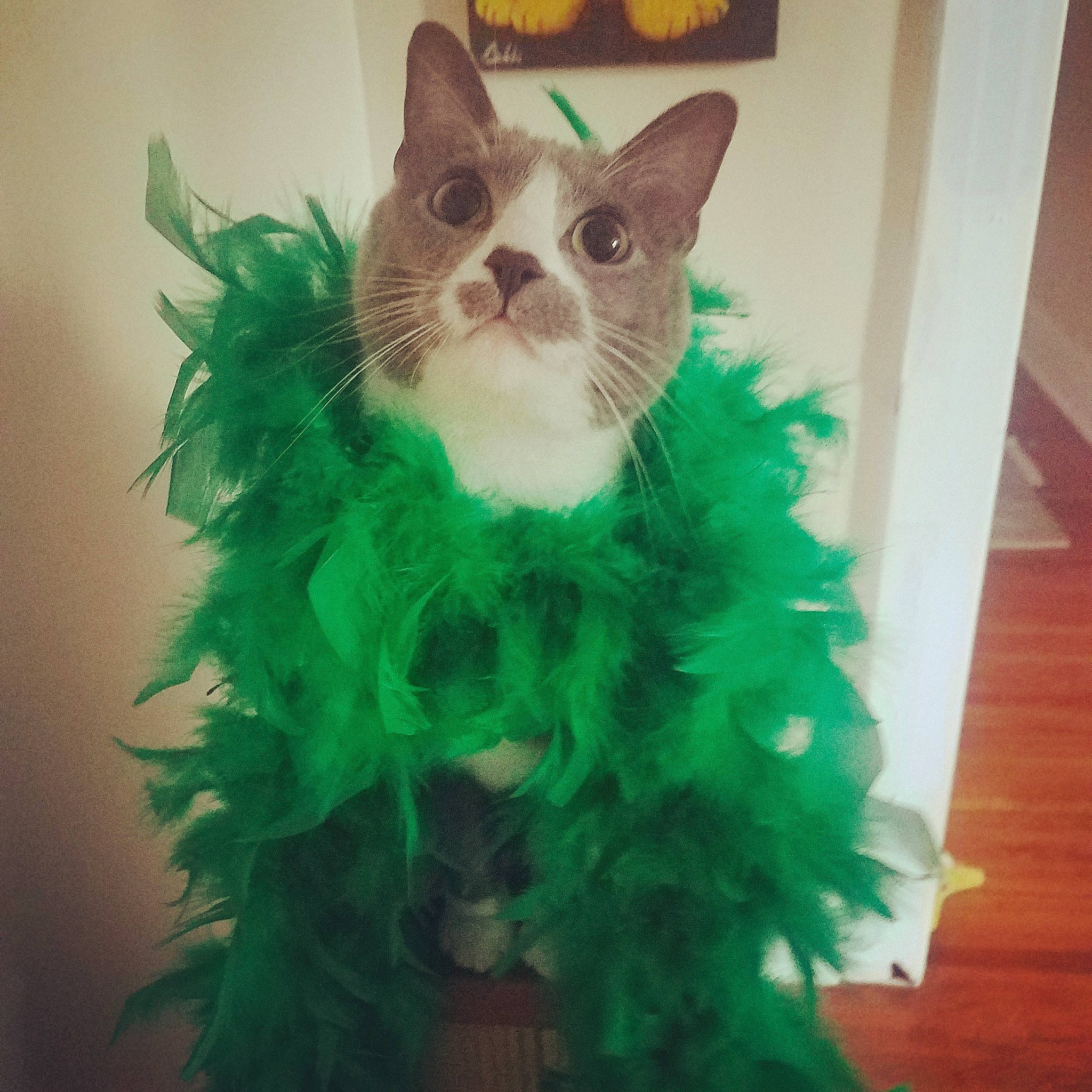Lyla is registered to the contest to win money with this photo: art, carnivore, cat, domestic_short_haired_cat, event, eye, fashion_accessory, fawn, feather, felidae, fur, holiday, paw, personal_protective_equipment, plant, small_to_medium_sized_cats, snout, tail, toy, whiskers