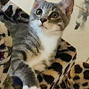 Emiko joined the competition — help win amazing prizes! animal, blanket, cat, cozy, cute, domestic_cat, ears, feline, fur, gray_cat, indoor, leopard_print, looking_away, pet, relaxed, resting, soft_fabric, tabby, whiskers, white_paws
