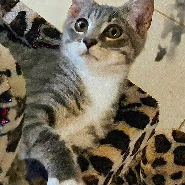 Emiko joined the competition — help win amazing prizes! animal, blanket, cat, cozy, cute, domestic_cat, ears, feline, fur, gray_cat, indoor, leopard_print, looking_away, pet, relaxed, resting, soft_fabric, tabby, whiskers, white_paws