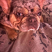 Stormy is registered to the contest to win money with this photo: dog, french_bulldog, pet, close_up, face, ears, paw, blanket, hand, animal, domestic_animal, fur, cute, resting, indoor, companion, mammal, portrait, snout, expression