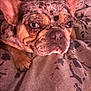 dog, french_bulldog, pet, close_up, face, ears, paw, blanket, hand, animal, domestic_animal, fur, cute, resting, indoor, companion, mammal, portrait, snout, expression