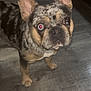 Stormy is registered to the contest to win money with this photo: dog, french_bulldog, pet, animal, indoor, floor, curious, ears, standing, looking_up, merle_coat, canine, companion, domestic_animal, close_up, portrait, red_eye, flash, wooden_floor, household